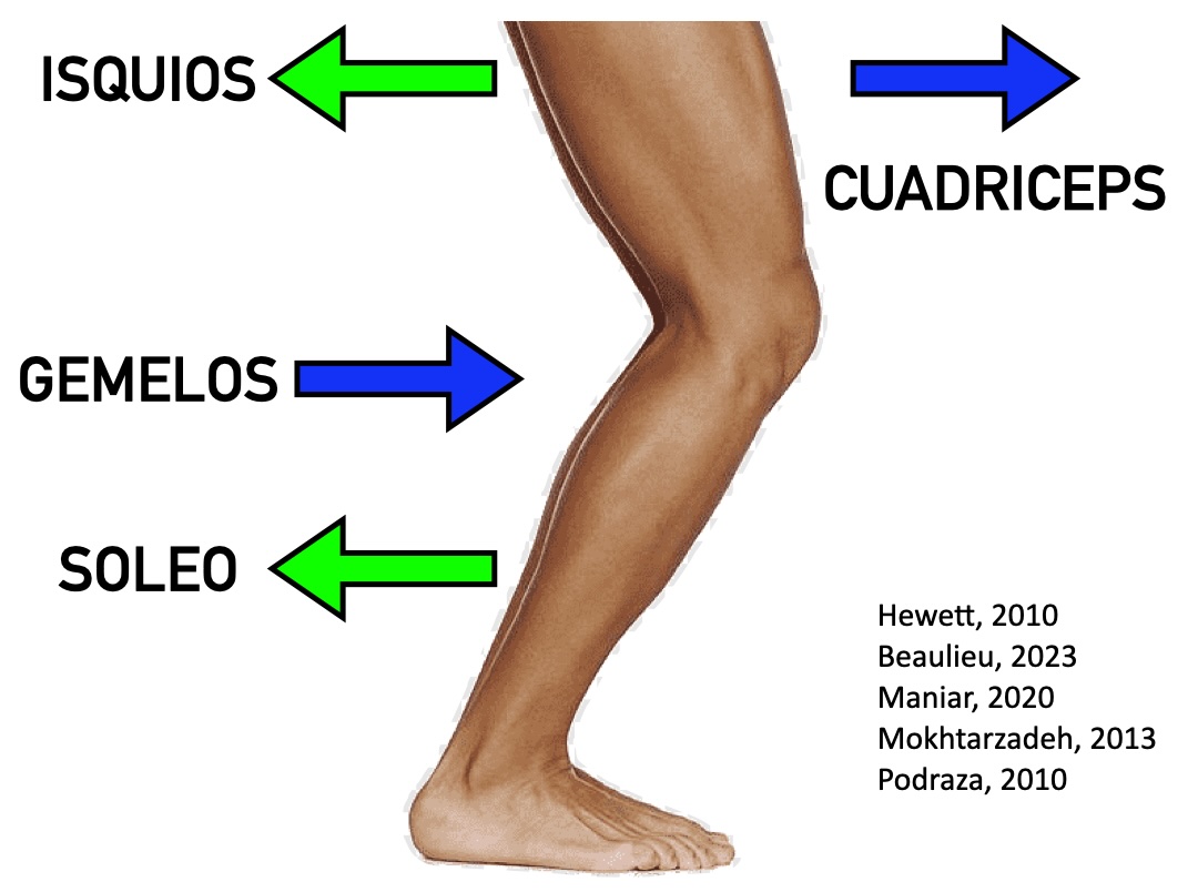 fuerzas sobre lca en fisioterapia